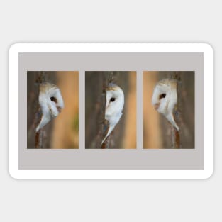 Barn Owl Triptych Sticker